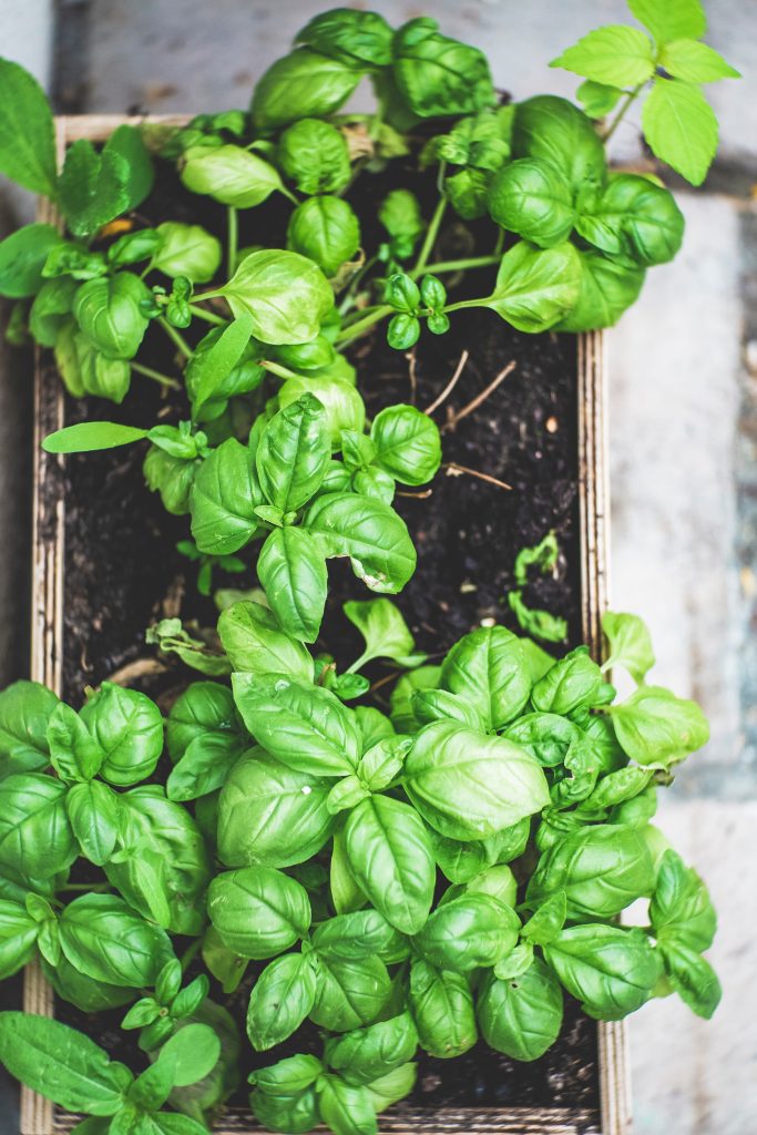 A Beginner’s Guide to Growing Your Own Veggies With Little Space