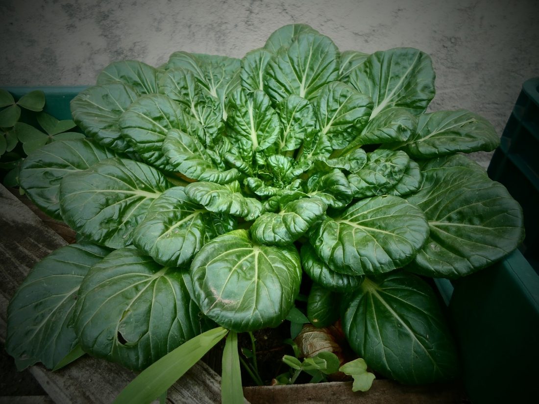 how to grow spinach indoors